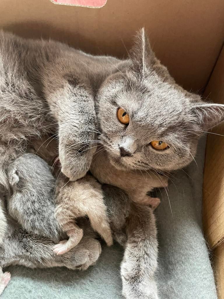 Nestje Britse korthaar kittens (1 april geboren), Dieren en Toebehoren, Katten en Kittens | Raskatten | Korthaar, Geslacht onbekend