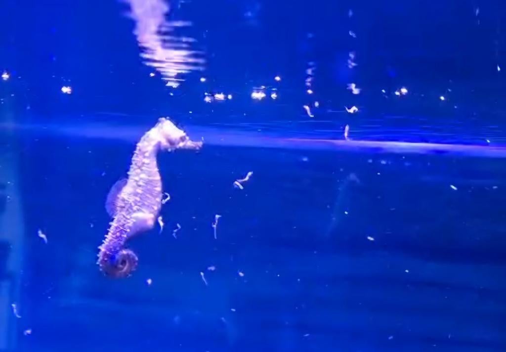 Hippocampus erectus(met bright yellow gen)

Nakweek 10/13cm, Dieren en Toebehoren, Ophalen, Nieuw, Plant(en), Steen of Hout