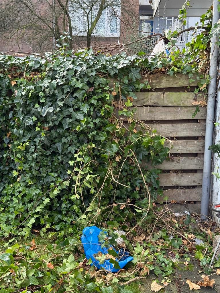 Klimop verwijderen, Ophalen of Verzenden