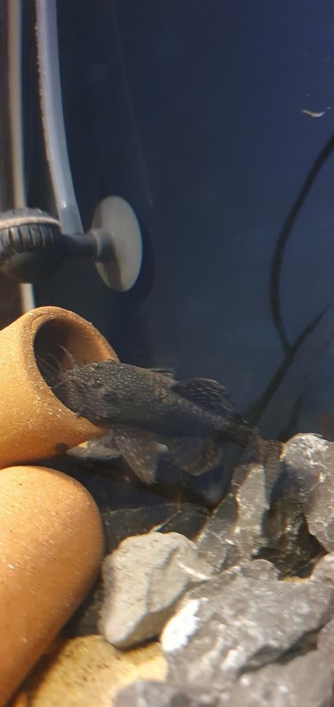 Koppel ancistrus, Vis, Zoetwatervis