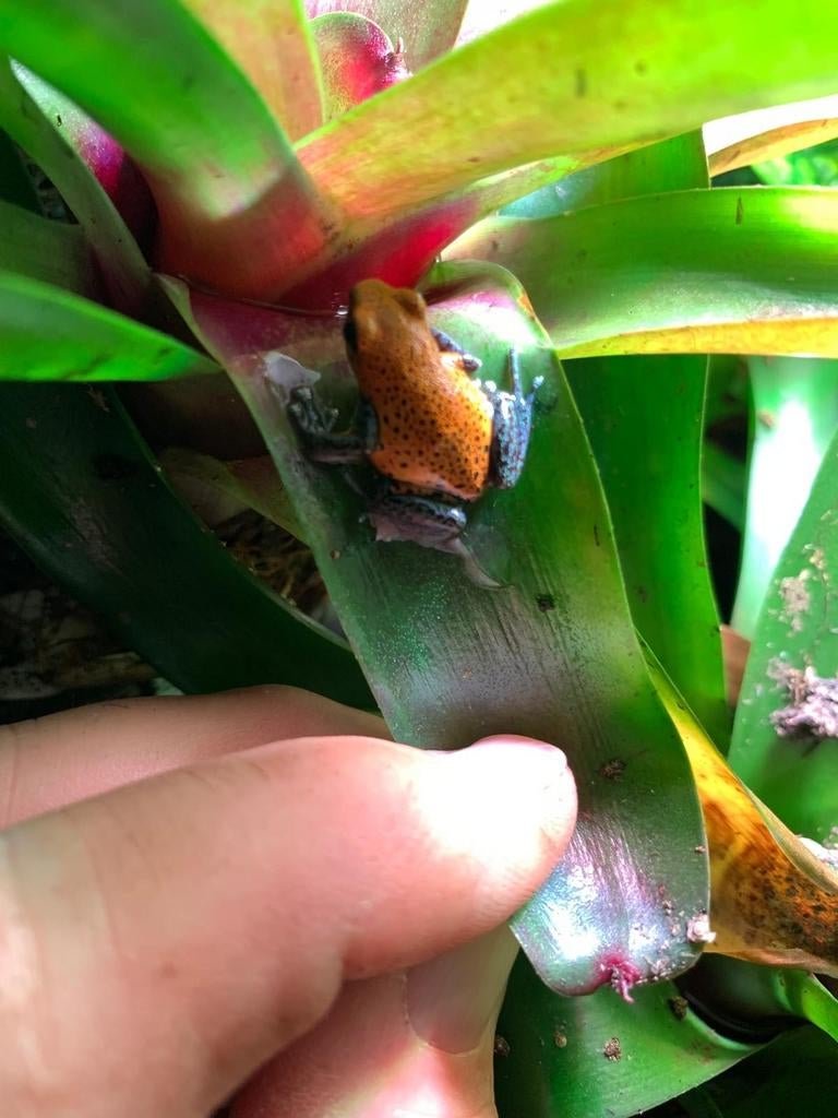 Gifkikker, Amfibie, 0 tot 2 jaar