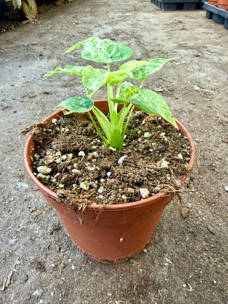 Alocasia Cucullata Mint Variegata p12, Huis en Inrichting, Kamerplanten, Ophalen of Verzenden