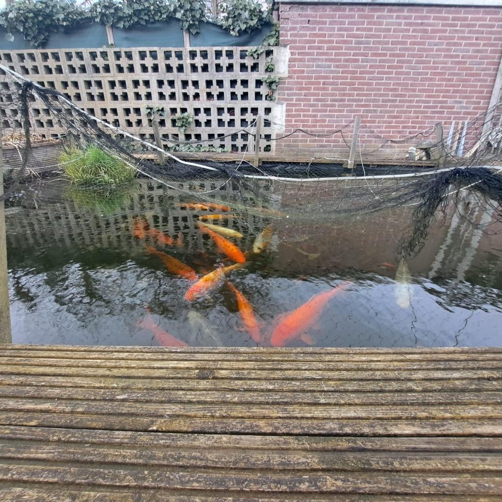 coi vissen, Vis, Zoetwatervis