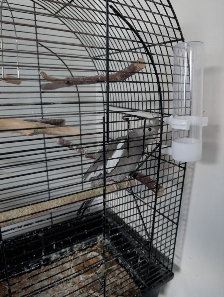 Gratis tamme Valkparkiet, Dieren en Toebehoren, Vogels | Parkieten en Papegaaien, Vrouwelijk, Parkiet, Tam