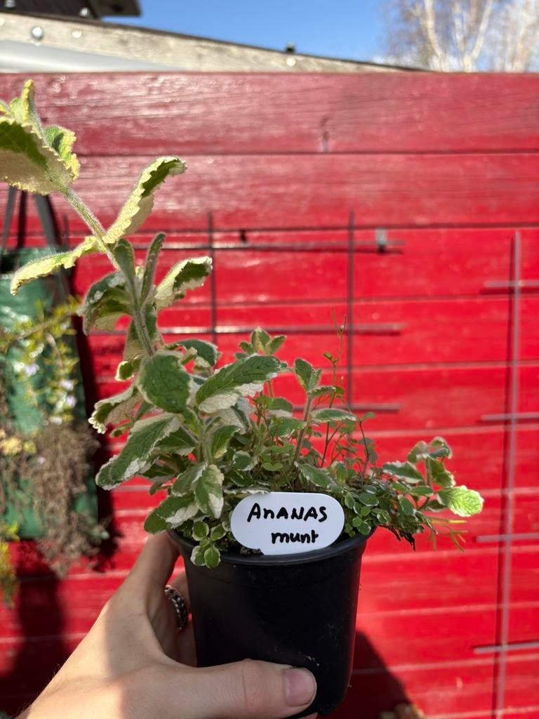 Bio Ananasmunt - Hobbykwekerij, Ophalen, Vaste plant, Kruiden