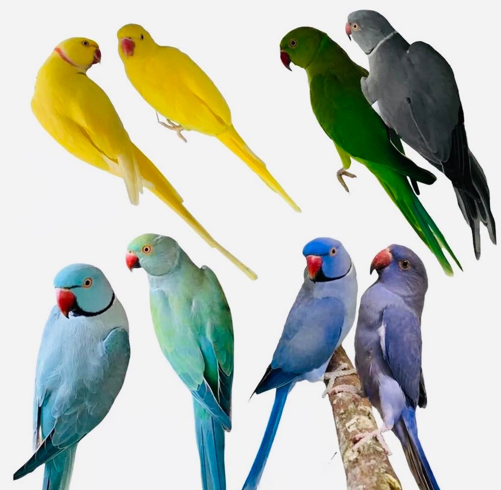 gezocht halsband parkieten jong / overjarig / volwassen, Dieren en Toebehoren, Meerdere dieren, Parkiet