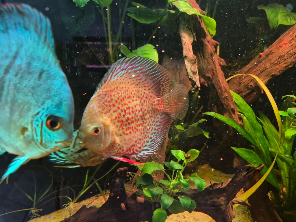 Koppel discusvissen discus vis., Dieren en Toebehoren, Vis