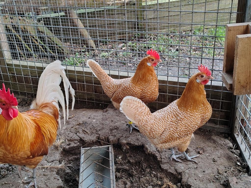 Broedeieren Friese kippen, Dieren en Toebehoren, Pluimvee, Geslacht onbekend, Kip