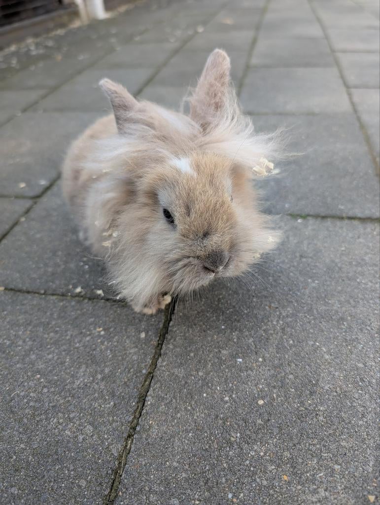 Lief mannetjes konijn 3 maanden oud, Dieren en Toebehoren, Konijnen, Mannelijk