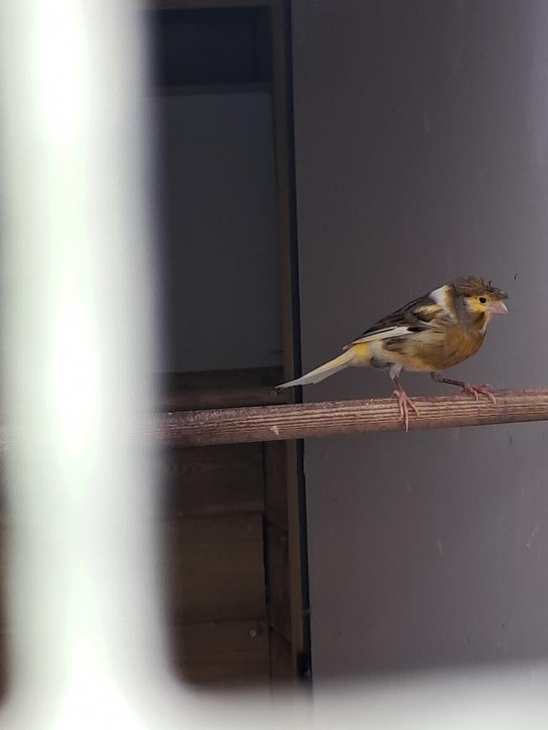 Harlekijn kanaries, Dieren en Toebehoren, Vogels | Kanaries, Meerdere dieren, Kleurkanarie