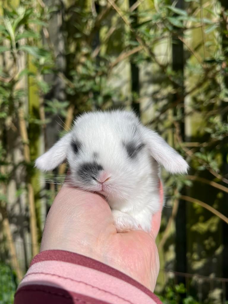 Minilop voedsters en rammetjes!🩷🩵, Meerdere dieren, Dwerg