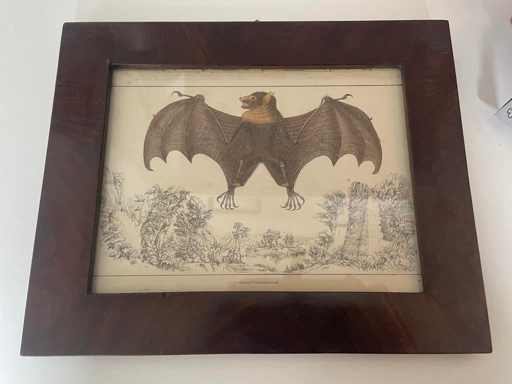 Antieke prent vleermuis / vliegende hond, Ophalen of Verzenden, Voor 1940, Gebruikt