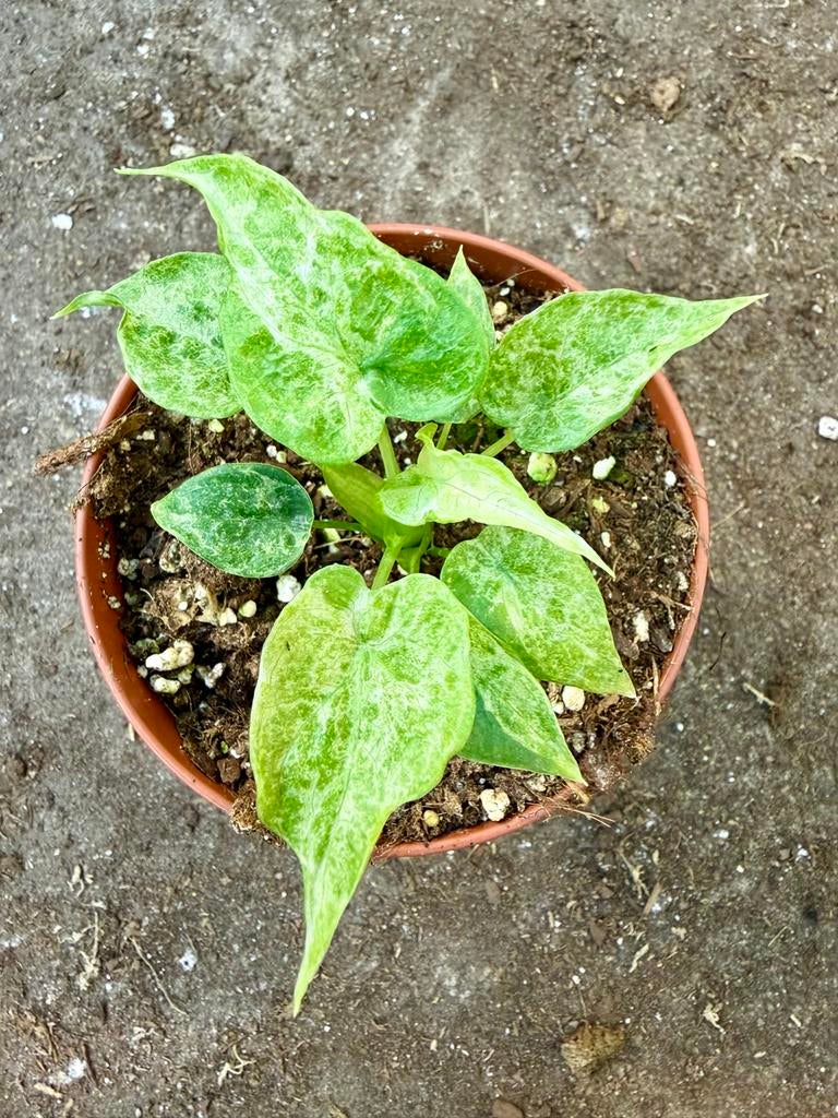 Alocasia Cucullata Mint Variegata p12, Huis en Inrichting, Kamerplanten, Ophalen of Verzenden