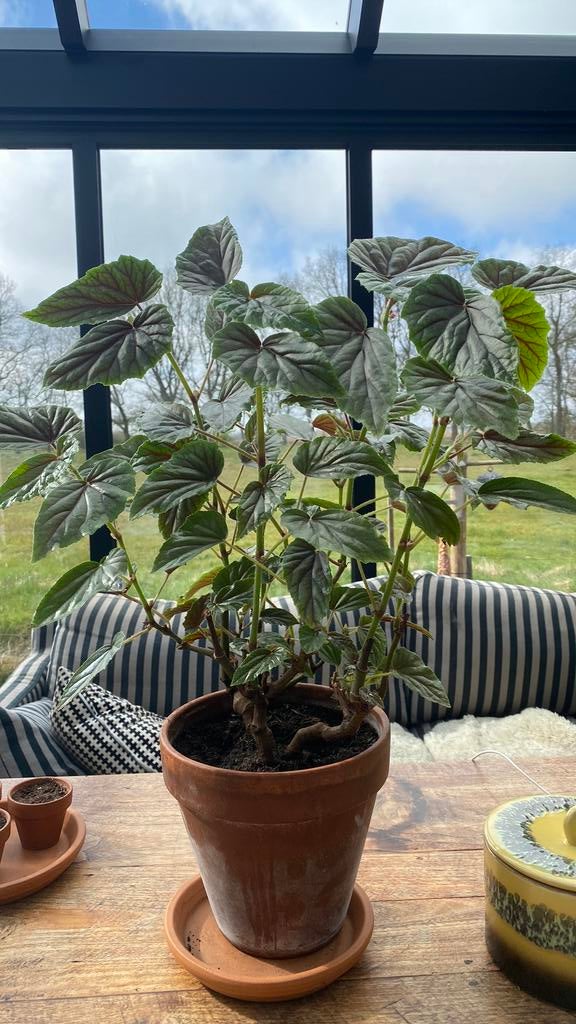 Begonia Metallica, Huis en Inrichting, Kamerplanten, Overige soorten, Minder dan 100 cm, Bloeiende kamerplant, Halfschaduw, Ophalen