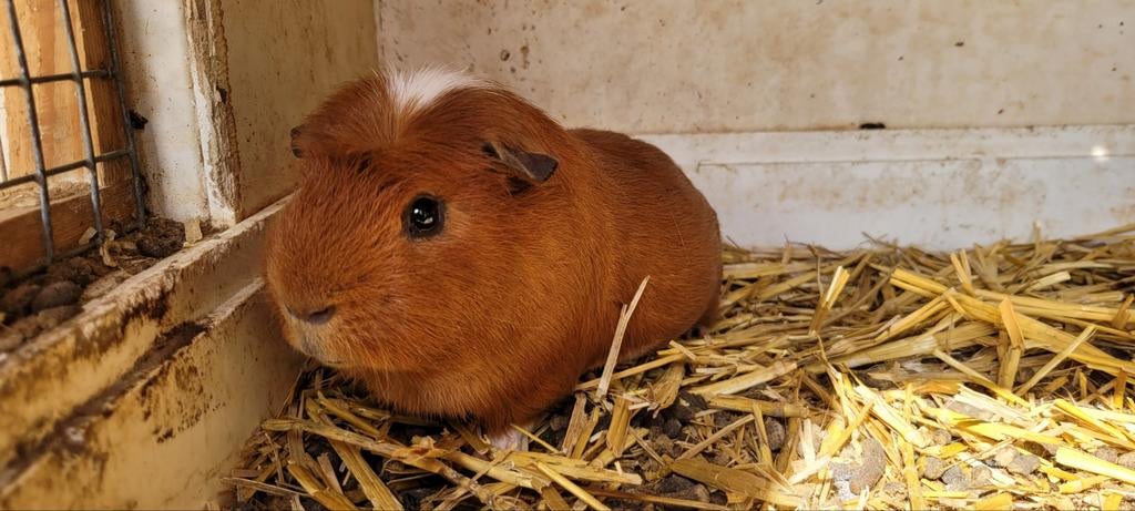 Caviabeertje zoekt huisje, Dieren en Toebehoren, Knaagdieren, April, Mannelijk, Cavia