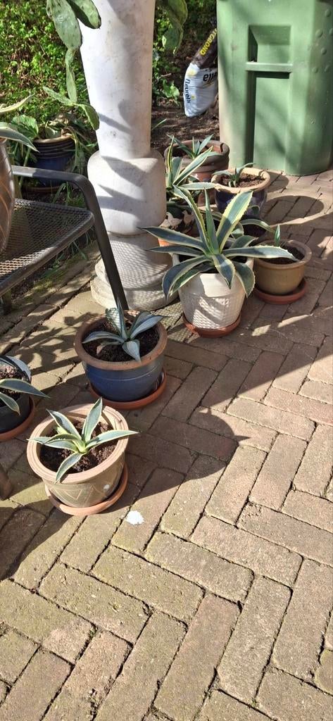 Agave planten in potten, Ophalen, Rond, Steen