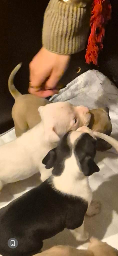 Amerikaanse stafford pups, Dieren en Toebehoren, Honden | Jack Russells en Terriërs, 8 tot 15 weken, American Staffordshire Terriër