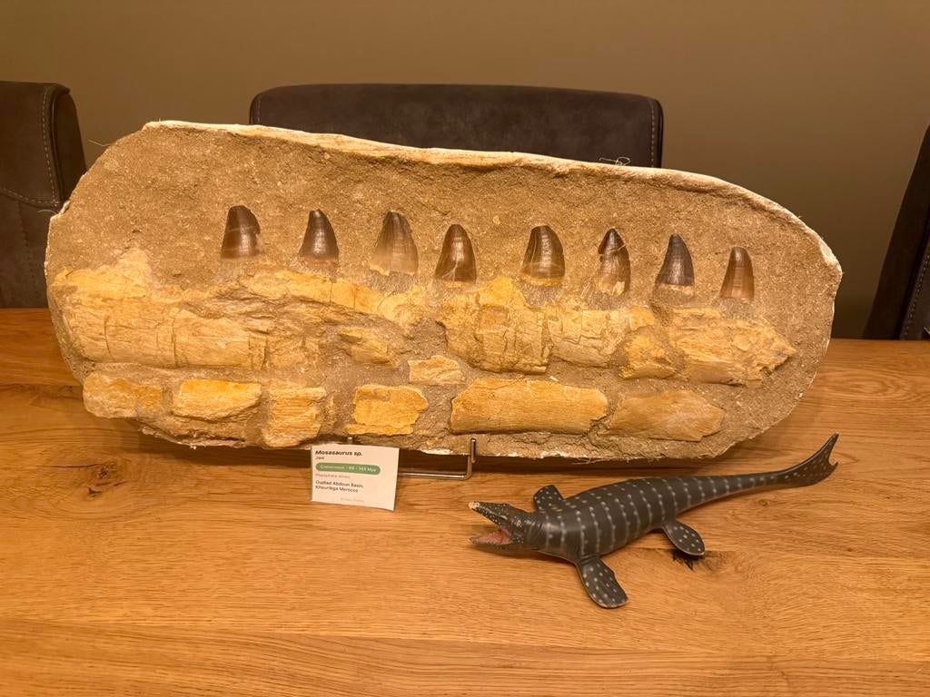 Enorme Mosasaurus kaak op matrix - 51cm, Ophalen of Verzenden, Fossiel