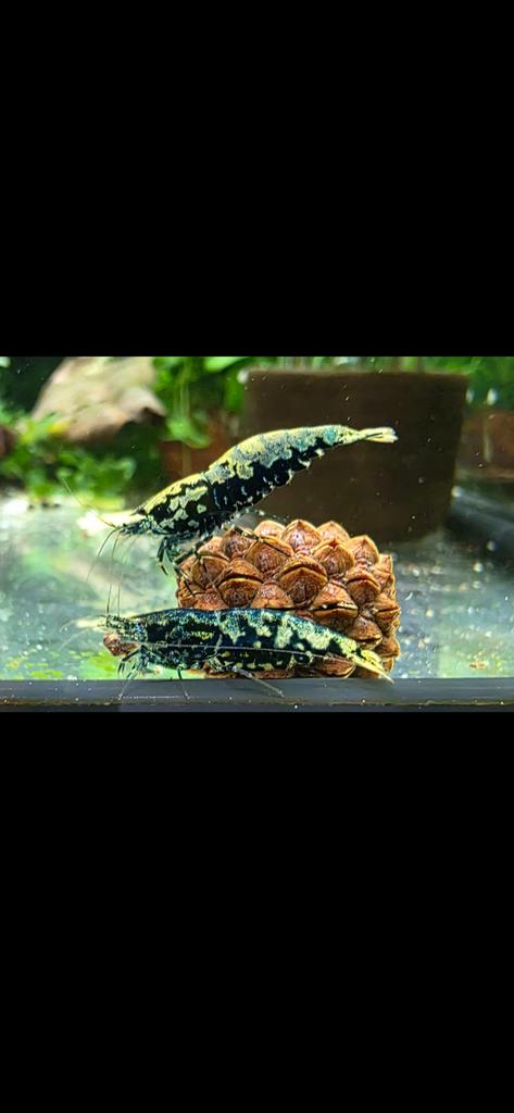 Blue Boa garnalen blauw zwart metallic. Caridins, Dieren en Toebehoren, Kreeft, Krab of Garnaal