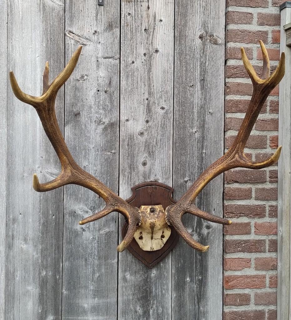 Mooi vintage 12-ender edelhert gewei schedel, Ophalen, Hert, Schedel