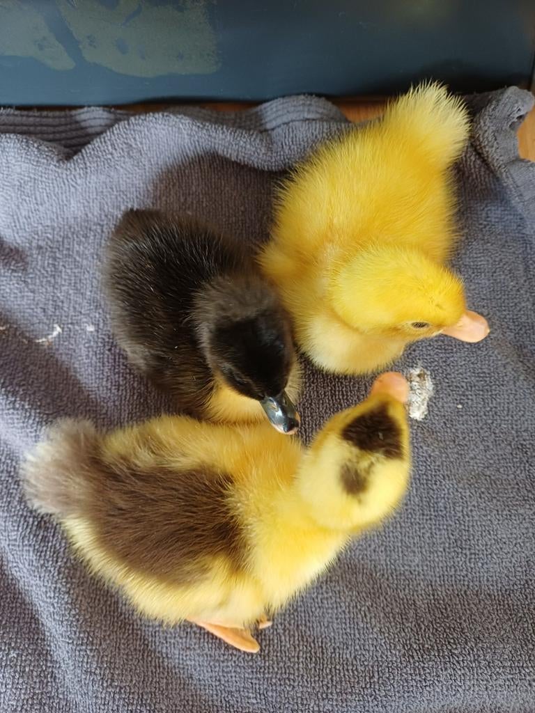 Eenden kuikens kuikentjes, Dieren en Toebehoren, Pluimvee, Geslacht onbekend, Kip