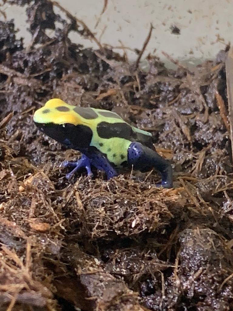 Gifkikkers Dendrobates Tinctorius Robertus 0.0.5, Dieren en Toebehoren, Reptielen en Amfibieën, Amfibie, 0 tot 2 jaar