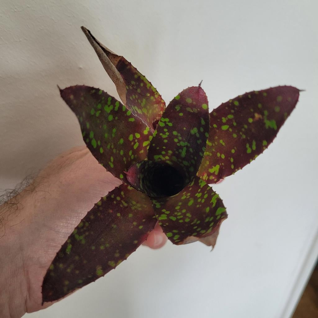 Bromelia rood groen gespikkeld, Ophalen of Verzenden, Minder dan 100 cm