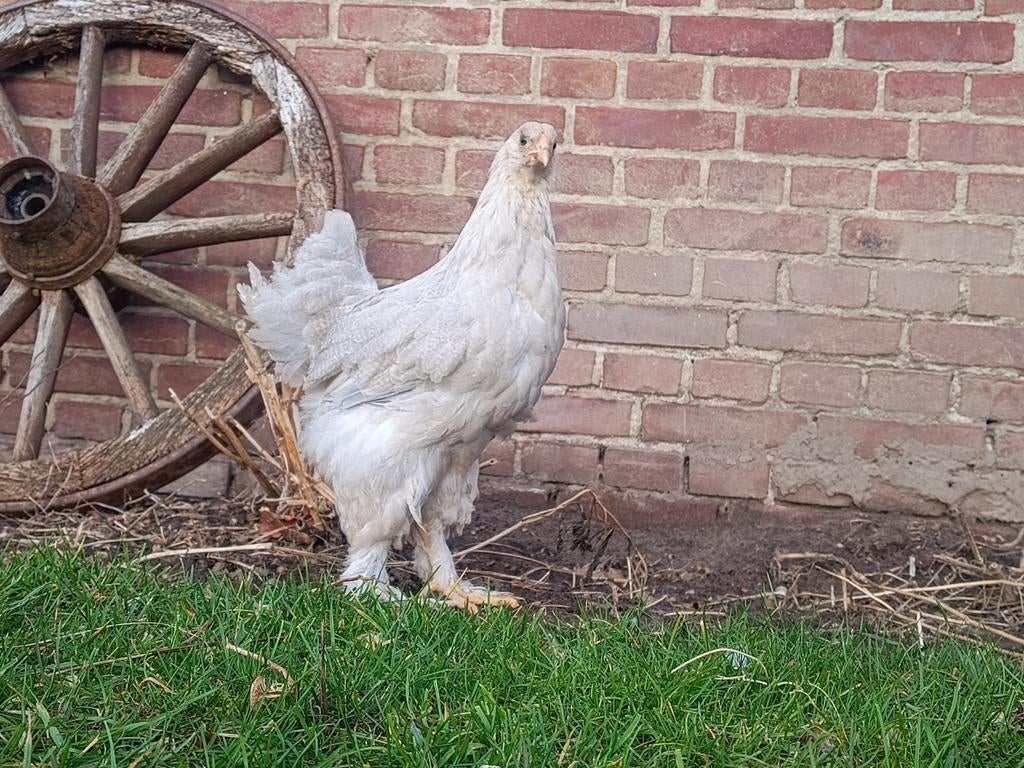 Brahma groot, Dieren en Toebehoren, Pluimvee, Meerdere dieren, Kip
