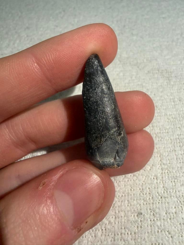 Stolokrosuchus tand, Ophalen of Verzenden, Fossiel