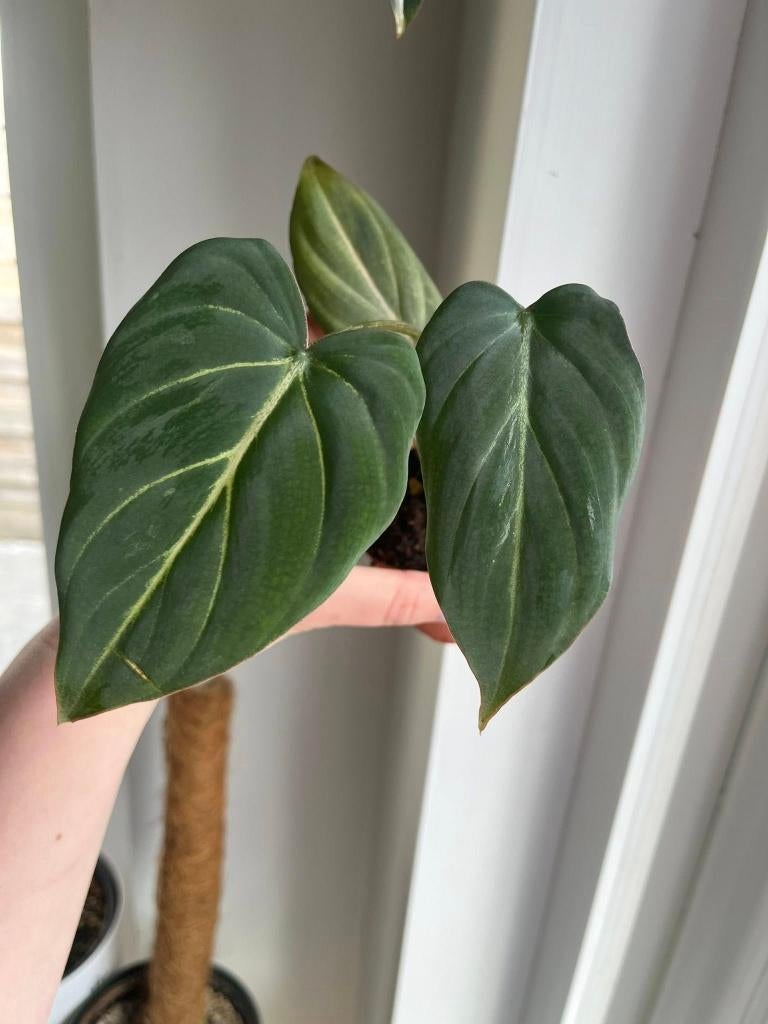 Philodendron Gloriosum, Huis en Inrichting, Kamerplanten, Ophalen of Verzenden, Halfschaduw, Minder dan 100 cm