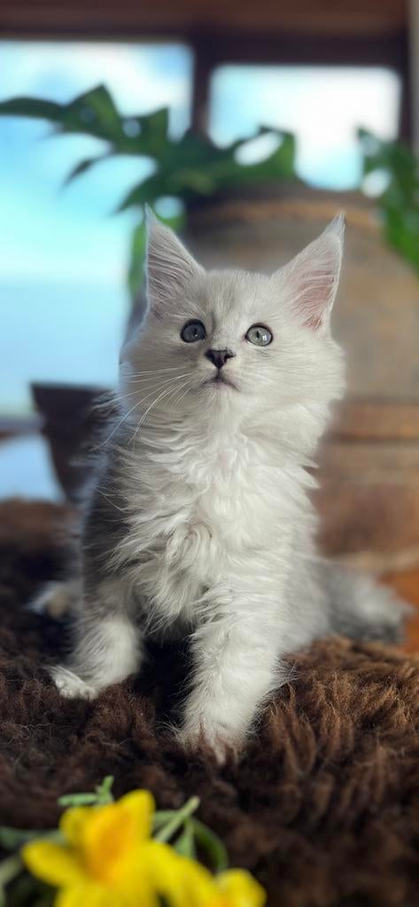 Fijn hotel gezocht voor over 4 weken met maatje, Kater, Met stamboom, 0 tot 2 jaar