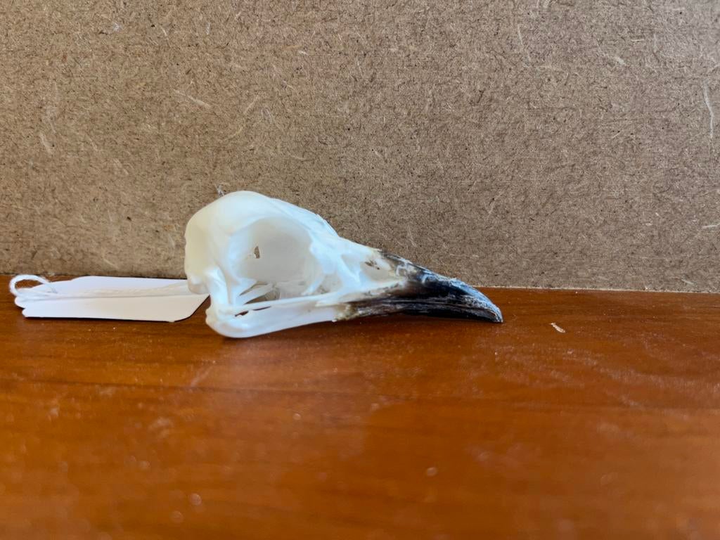 Schedel vorkstaart scharrelaar, Verzamelen, Ophalen of Verzenden, Nieuw, Vogel, Schedel