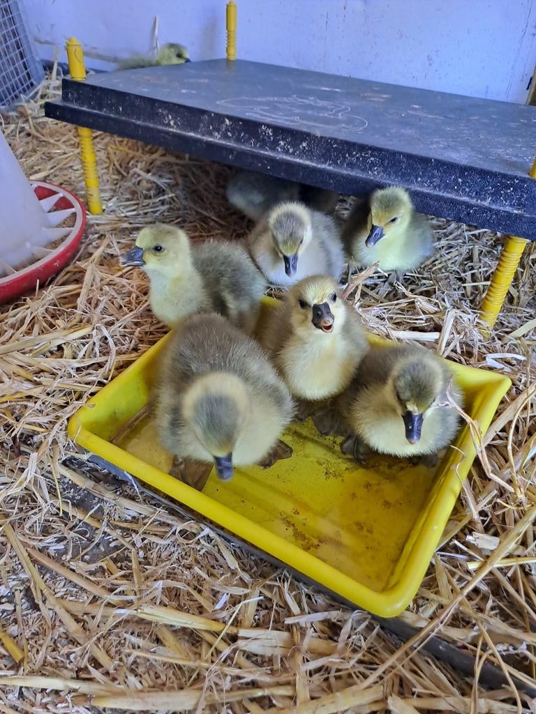 Toulouse  de wlap  kuikens, Dieren en Toebehoren, Pluimvee, Meerdere dieren, Kip