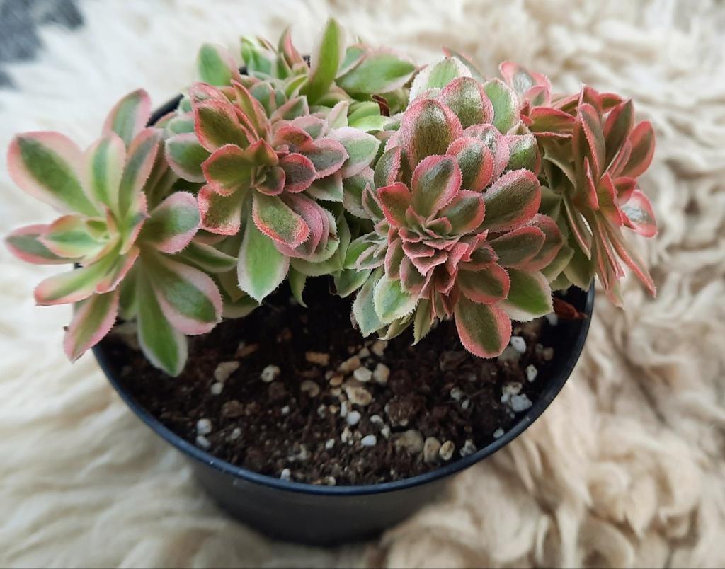 Aeonium Moon Goddess cristaat, Vetplant, Minder dan 100 cm, Groene kamerplant, Halfschaduw