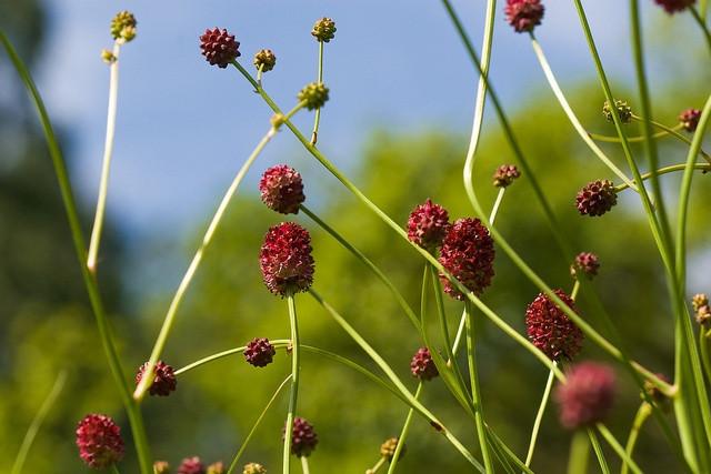 grote pimpernel, Volle zon, Vaste plant, Zomer, Ophalen