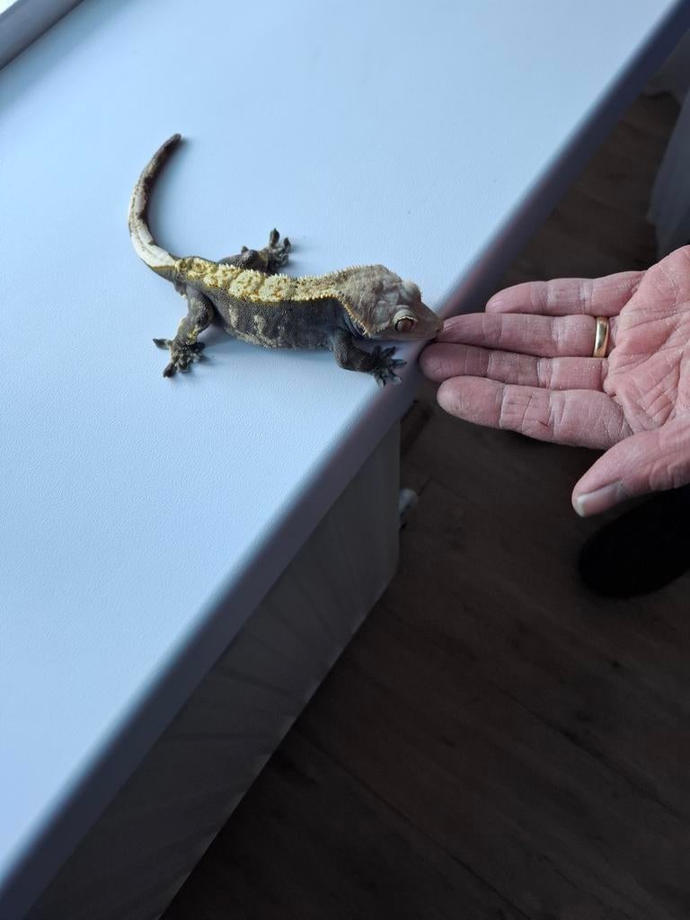 Een mooie wimpergekko man Crested Gecko - male for sale from sky