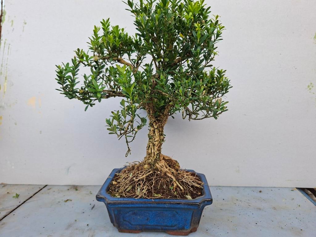 Bonsai, Ophalen of Verzenden, Bloeit niet, Overige soorten, Minder dan 100 cm