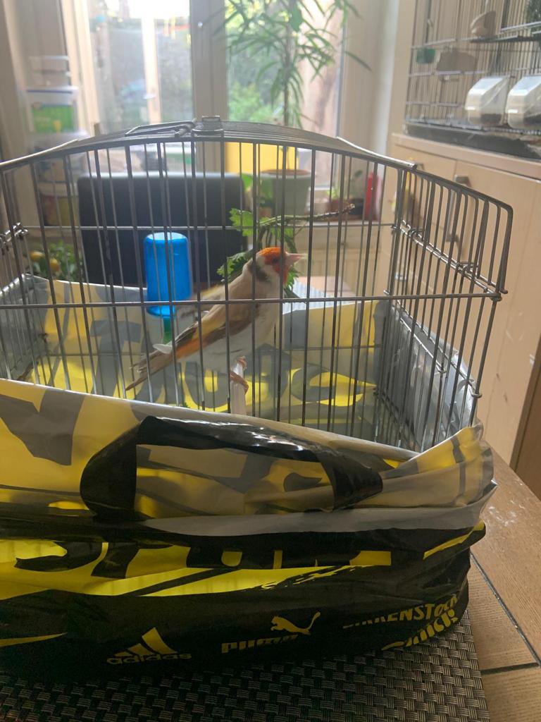 Mojar putter, Dieren en Toebehoren