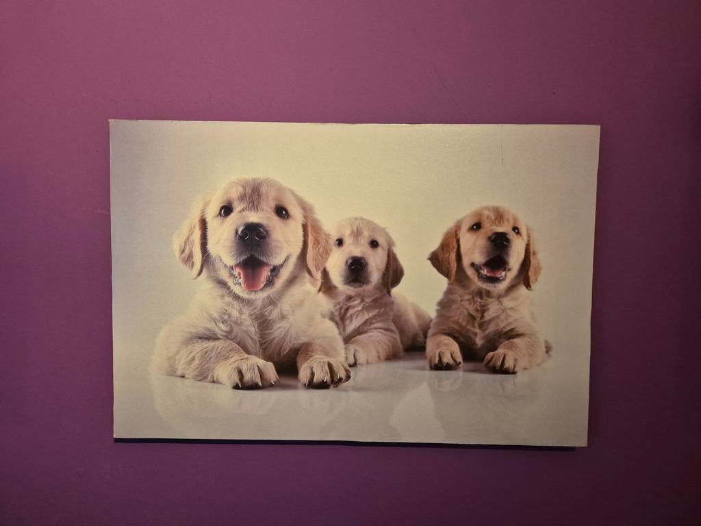 Schilderij met 3 schattige Golden Retriever puppy's, Ophalen, Zo goed als nieuw, Schilderij, Minder dan 50 cm