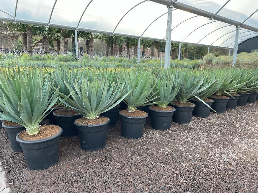 Olijfboom, Palmboom, Yucca rostrata, Vijgenboom, Leiboom,, Tuin en Terras, Planten | Bomen, Ophalen of Verzenden, 100 tot 250 cm