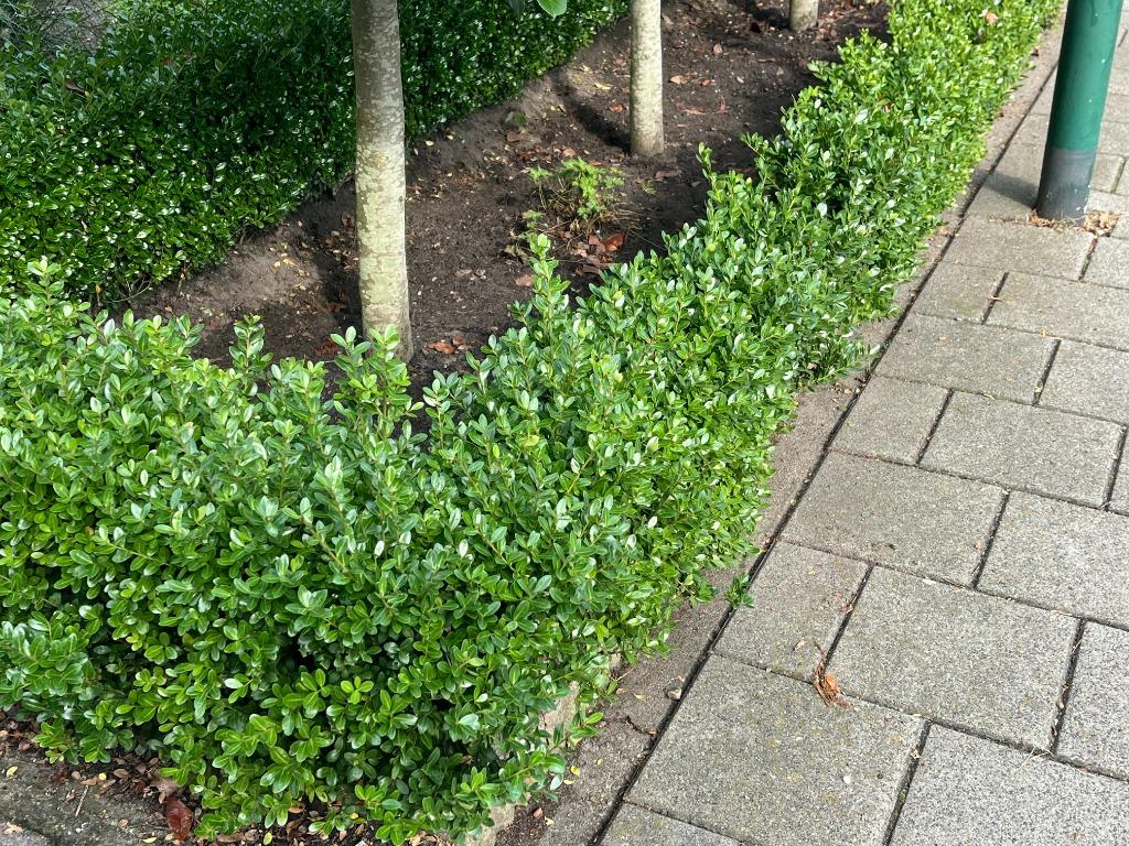 Ilex 'Caroline Upright'. DE Buxusvervanger!! Vanaf € 1,69, Tuin en Terras, Planten | Struiken en Hagen, Haag, Buxus, Minder dan 100 cm