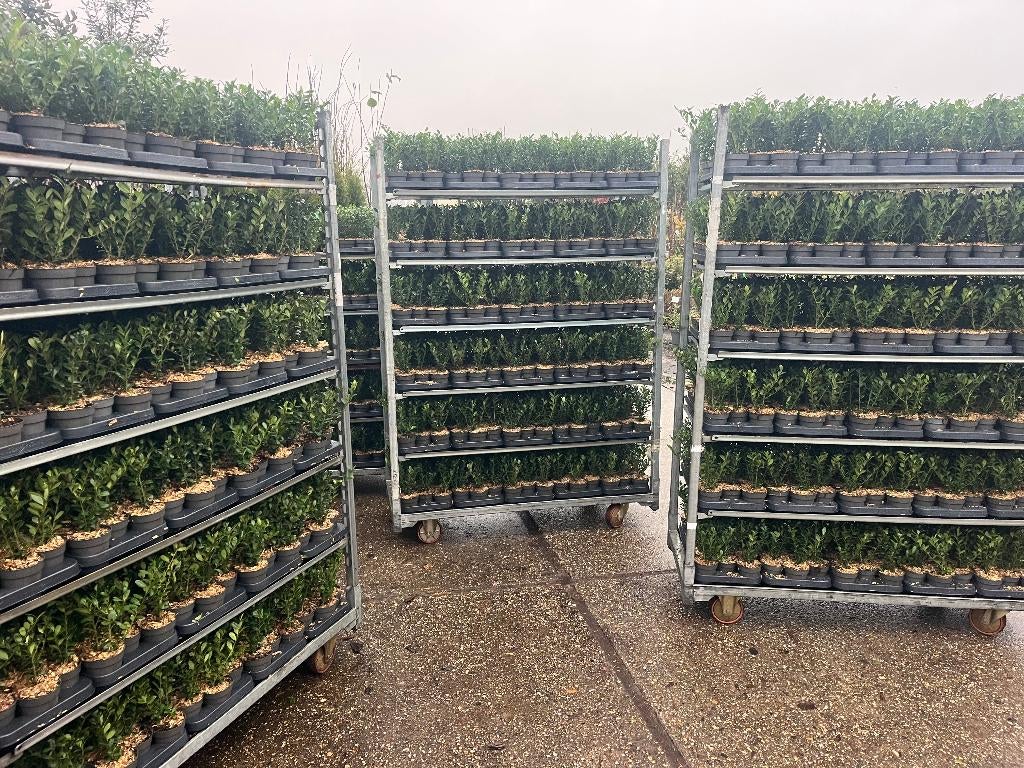 Ilex 'Caroline Upright'. DE Buxusvervanger!! Vanaf € 1,69, Ophalen, Buxus, Haag, Minder dan 100 cm