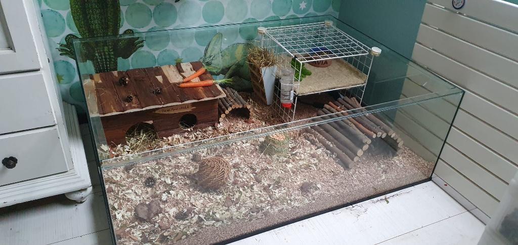 Caviakooi van glas op maat gemaakt, Minder dan 60 cm, 110 cm of meer, Nieuw, Ophalen of Verzenden