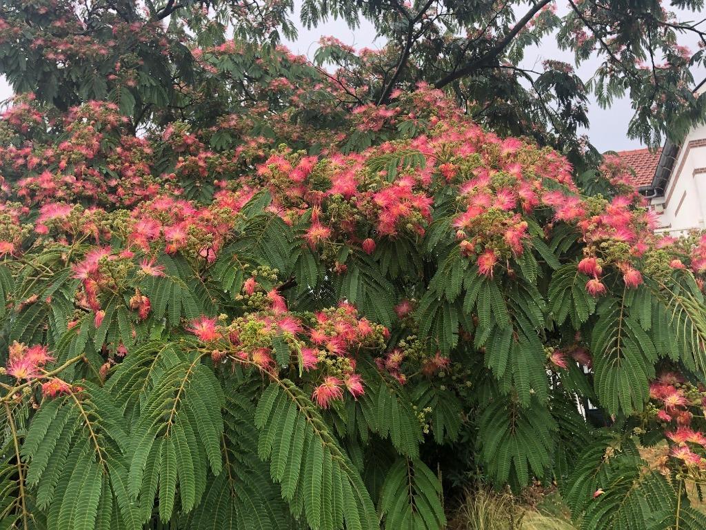 Albizia Slaapboom/Zijdeboom in diverse soorten en maten, Overige soorten, 100 tot 250 cm, Zomer, Ophalen