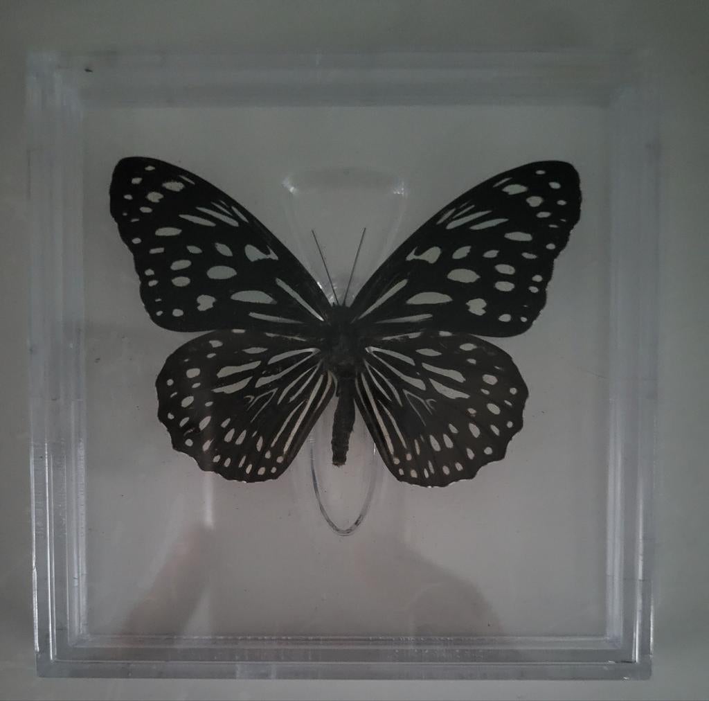 Te koop mooie vlinder de Tirumala Septentrionis, Vlinders of Rupsen