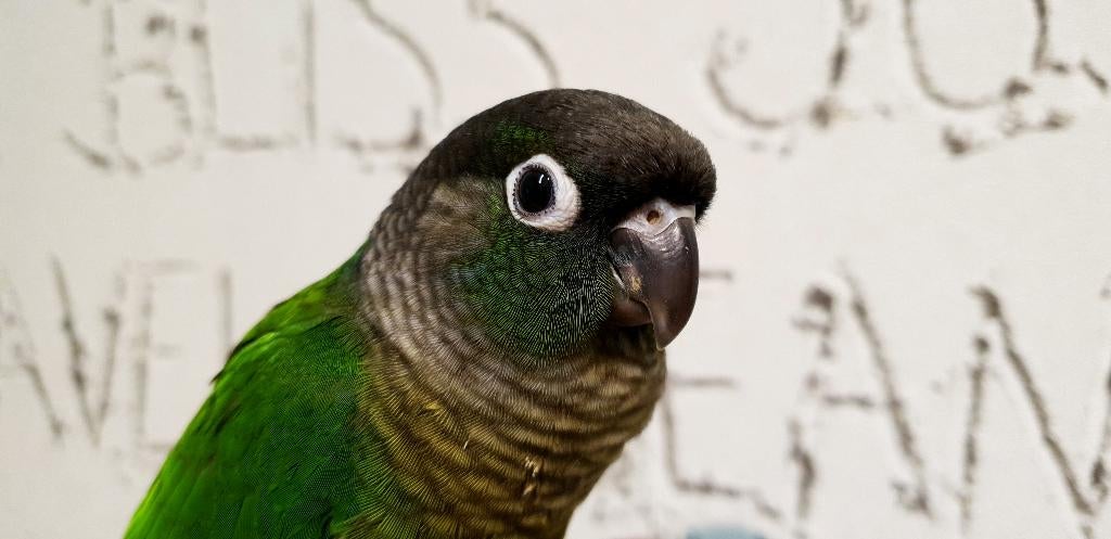 Jonge Baby Pyrrhura´s | Handtam | Nieuwsgierig | Div. Kleure, Meerdere dieren, Parkiet, Pratend