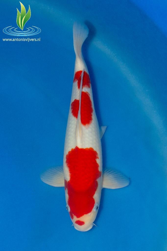 058 Kohaku, Karper of Koi