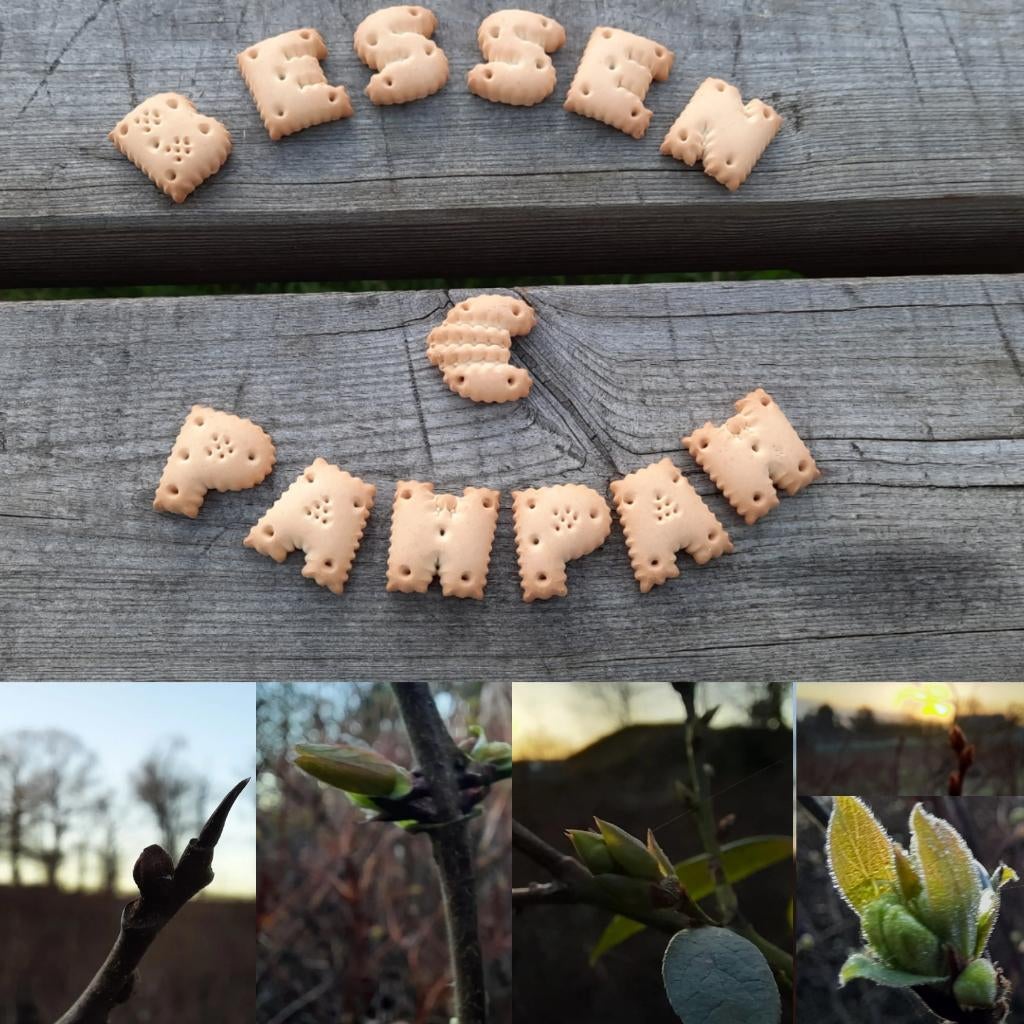 We ruimen een deel van ons veld op, Tuin en Terras, Planten | Fruitbomen, Ophalen, Minder dan 100 cm, Lente, Overige soorten