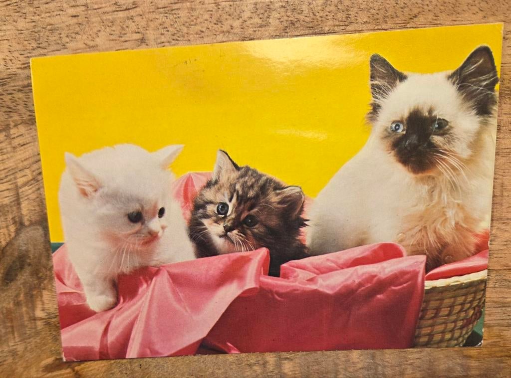 Drie schattige kittens naast elkaar, Verzenden, 1980 tot heden, Gelopen, Hond of Kat