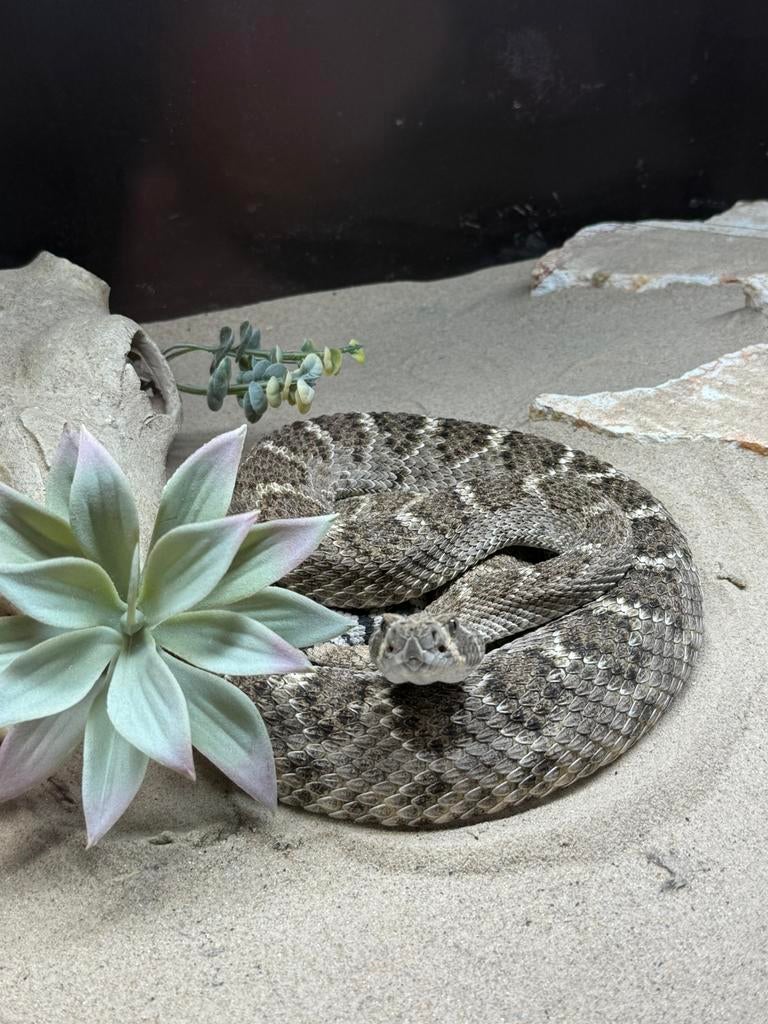 1.0 Crotalus atrox het albino cb21, Slang, 3 tot 6 jaar